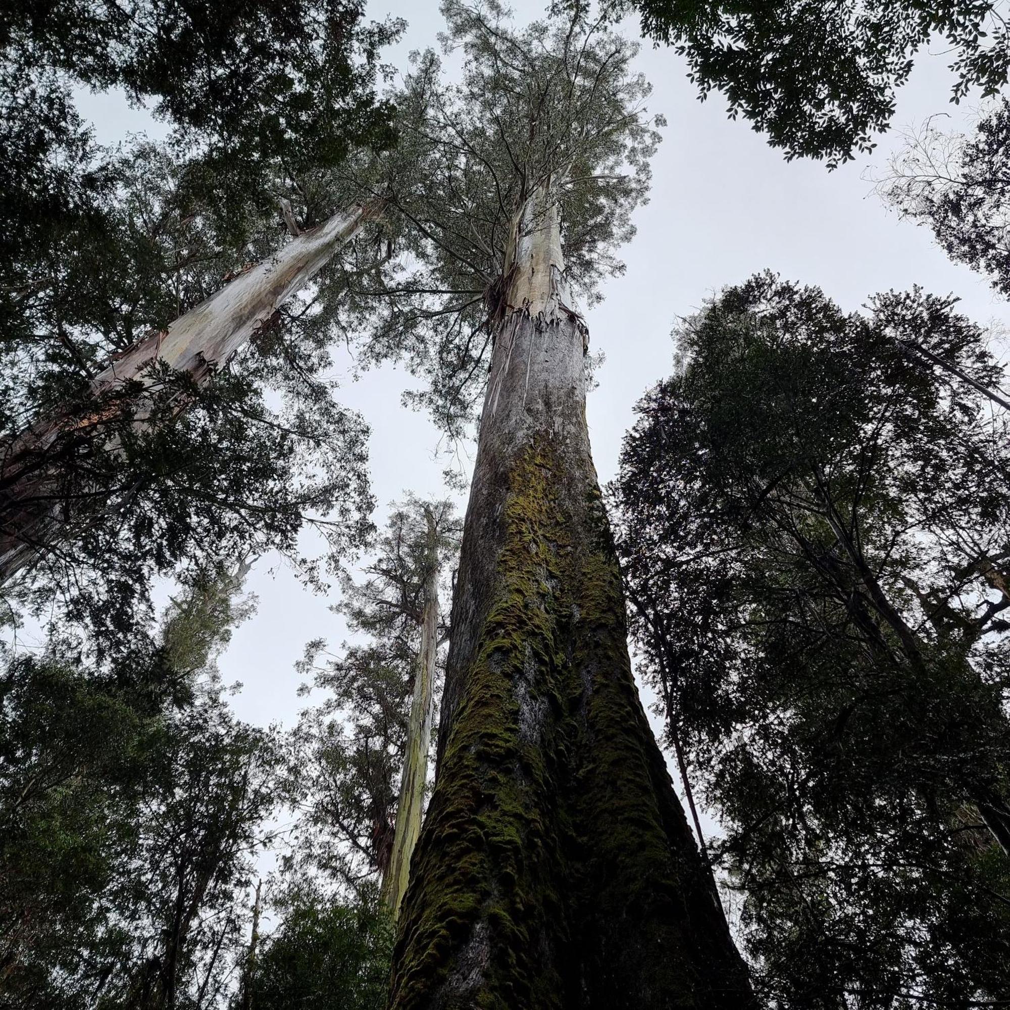 Russell Falls Holiday Cottages National Park Exteriér fotografie